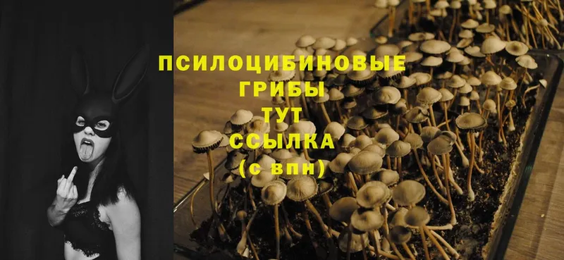 Псилоцибиновые грибы Cubensis  Иннополис 